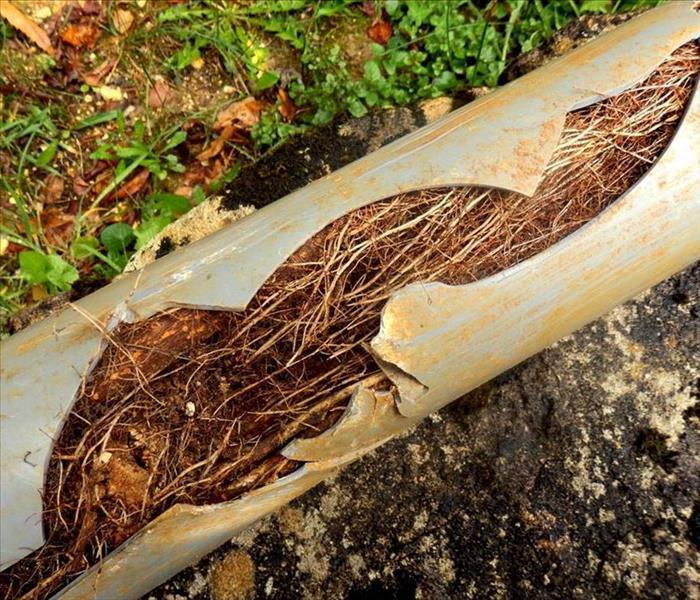 Split drainage pipe caused by tree root ingress